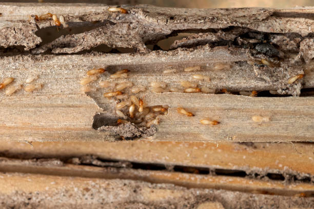 Best Pest Control Treatment  in Mustang Ridge, TX