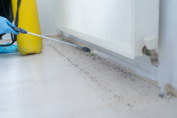 Best Affordable Pest Control Services  in Mustang Ridge, TX